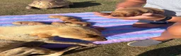 Labrador Retriever dogs for sale: Gorgeous Fox Red KC Reg Puppies  - Advert 5