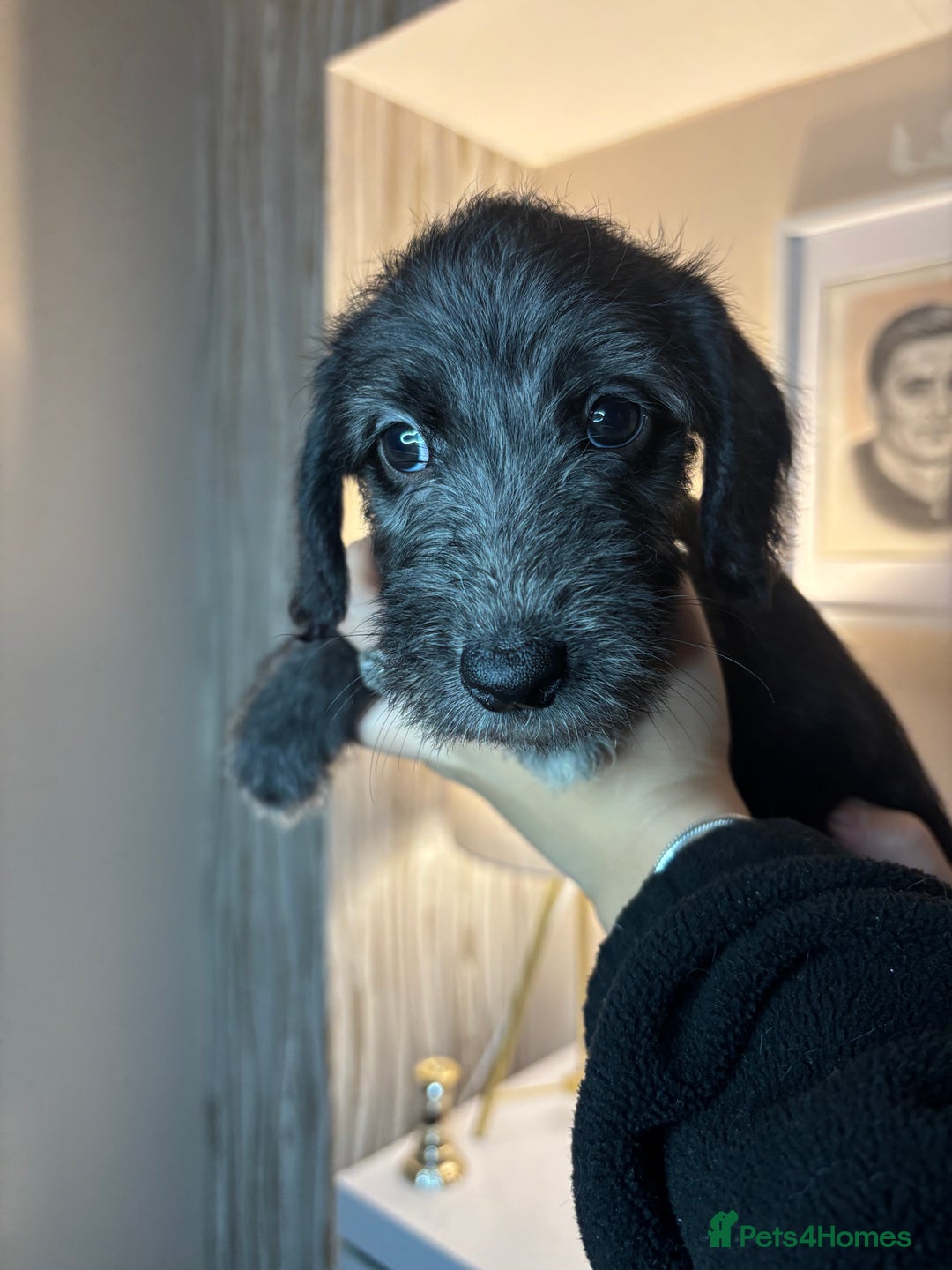Mixed Breed dogs for sale: 3/4Bedlington 1/4Whippet - Image 10