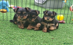 Yorkshire Terrier dogs for sale: Beautiful Mini Yorkshire Terrier puppies - Image 10