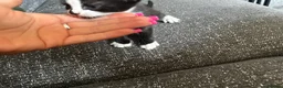 Mixed Breed cats for sale: 3 male kittens for sale  - Advert 7