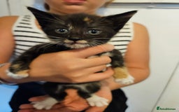British Shorthair cats for sale: Beautiful kittens  - Image 2