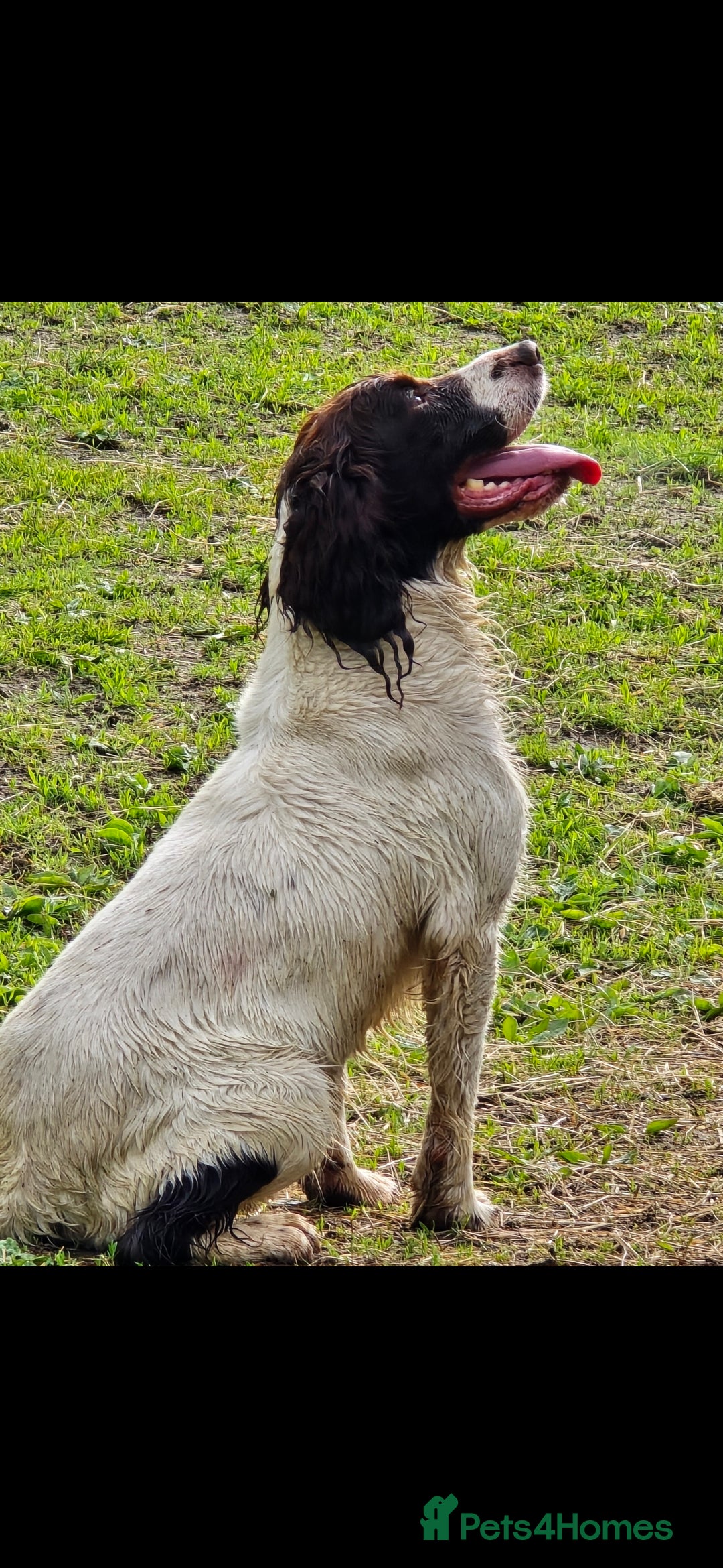 English Springer Spaniel dogs for stud: Kc springer dog available for stud.  - Advert 5