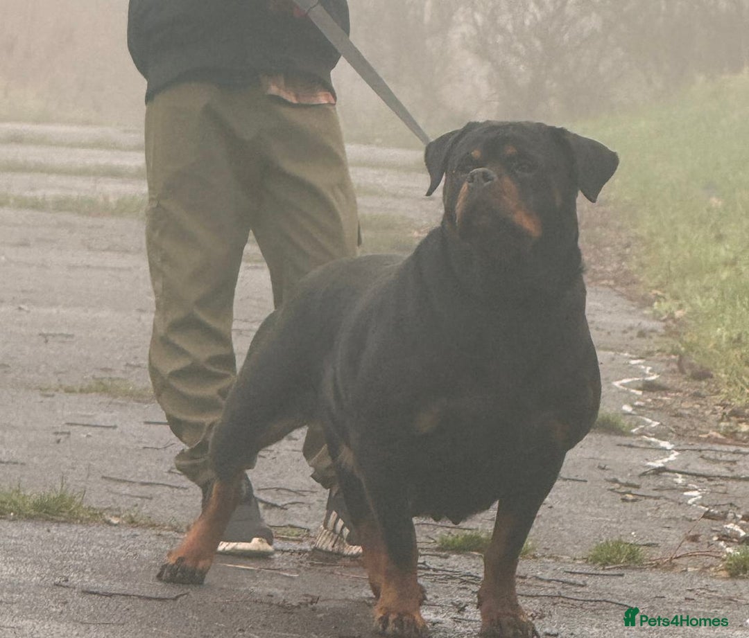 Rottweiler dogs for sale: Kc registered health tested female for sale  - Advert 3
