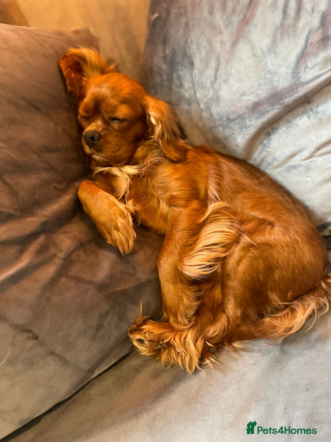 Mixed Breed dogs for sale: Cavapoo puppies  - Image 10