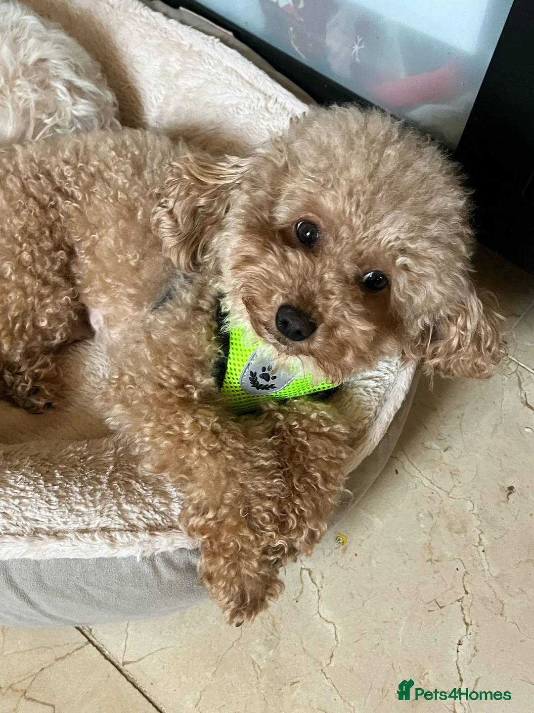 Toy Poodle dogs for stud: Dog stud - Advert 1