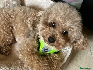 Toy Poodle dogs Dog stud - Advert 2