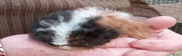 Guinea Pig rodents for sale: Long coated baby Sheltie and Texel girls - Advert 2