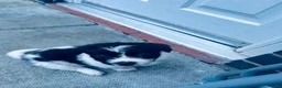 Malshi dogs for sale: Male Malshi pup in Crewe - Advert 10