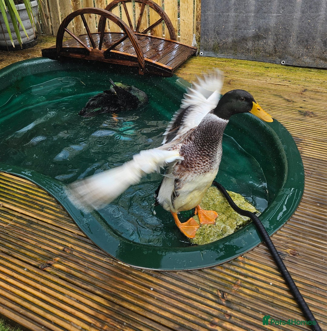 Ducks poultry for sale: Welsh harlequin drake looking for ladies  - Image 1