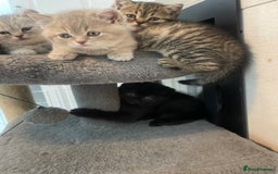 British Shorthair cats for sale: Fabulous, playful and healthy BSH kittens, rare - Image 3