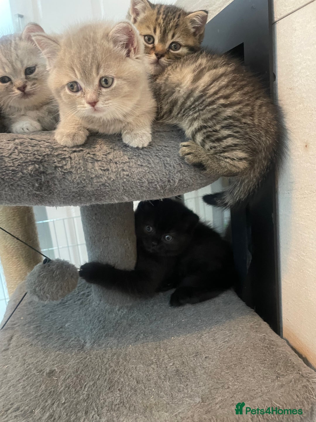 British Shorthair cats for sale: Fabulous, playful and healthy BSH kittens, rare - Image 3