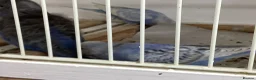 Budgerigars birds for sale: New baby budgies ready next week  - Advert 1