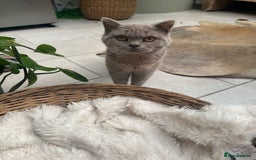 British Shorthair cats for sale: Beautiful lilac British shorthair male  - Image 4