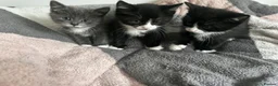 Mixed Breed cats for sale: 3 playful kittens.  - Advert 5