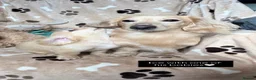 Miniature Dachshund dogs for stud: PROVEN CLEAR CREAM STUD BOY ❄️PRINCE ICE❄️ - Advert 11