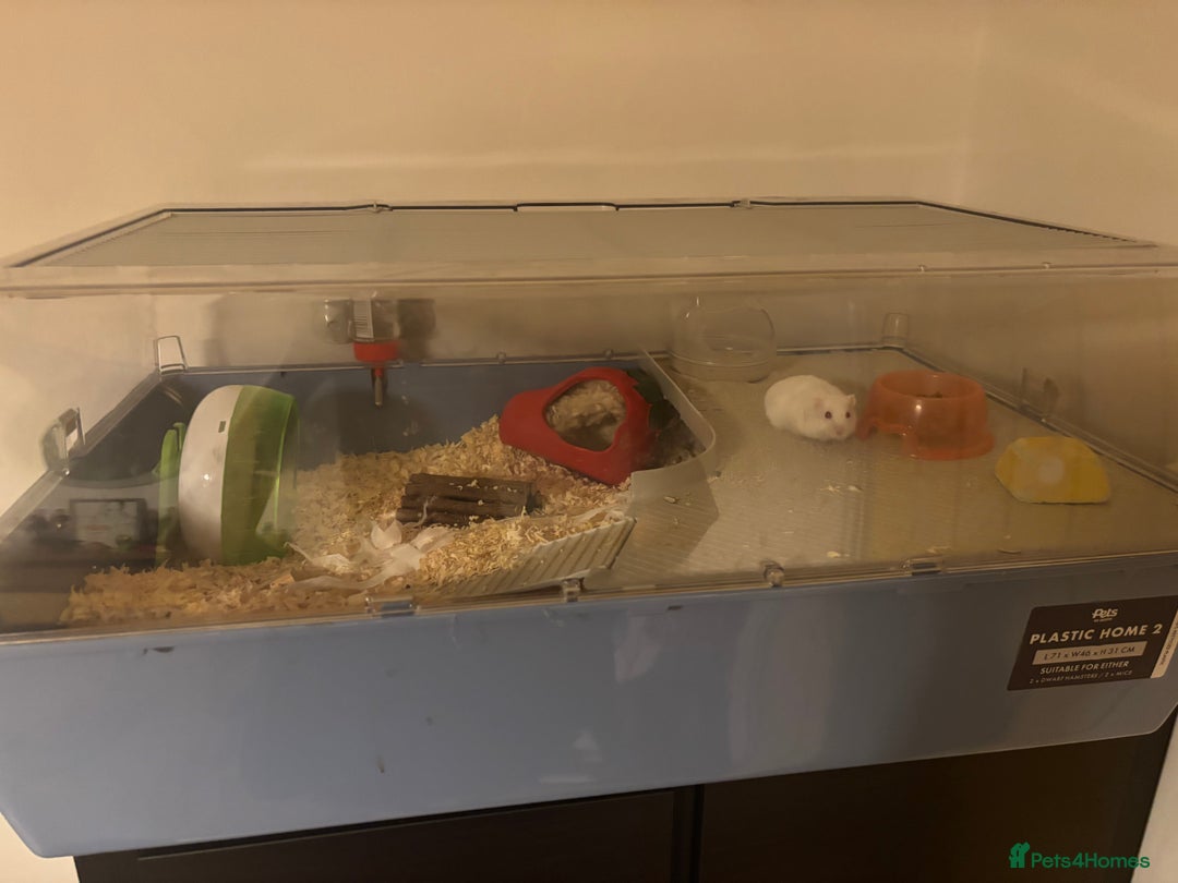 Hamster rodents for sale: Russian Dwarf Female (11 months old) - Image 5