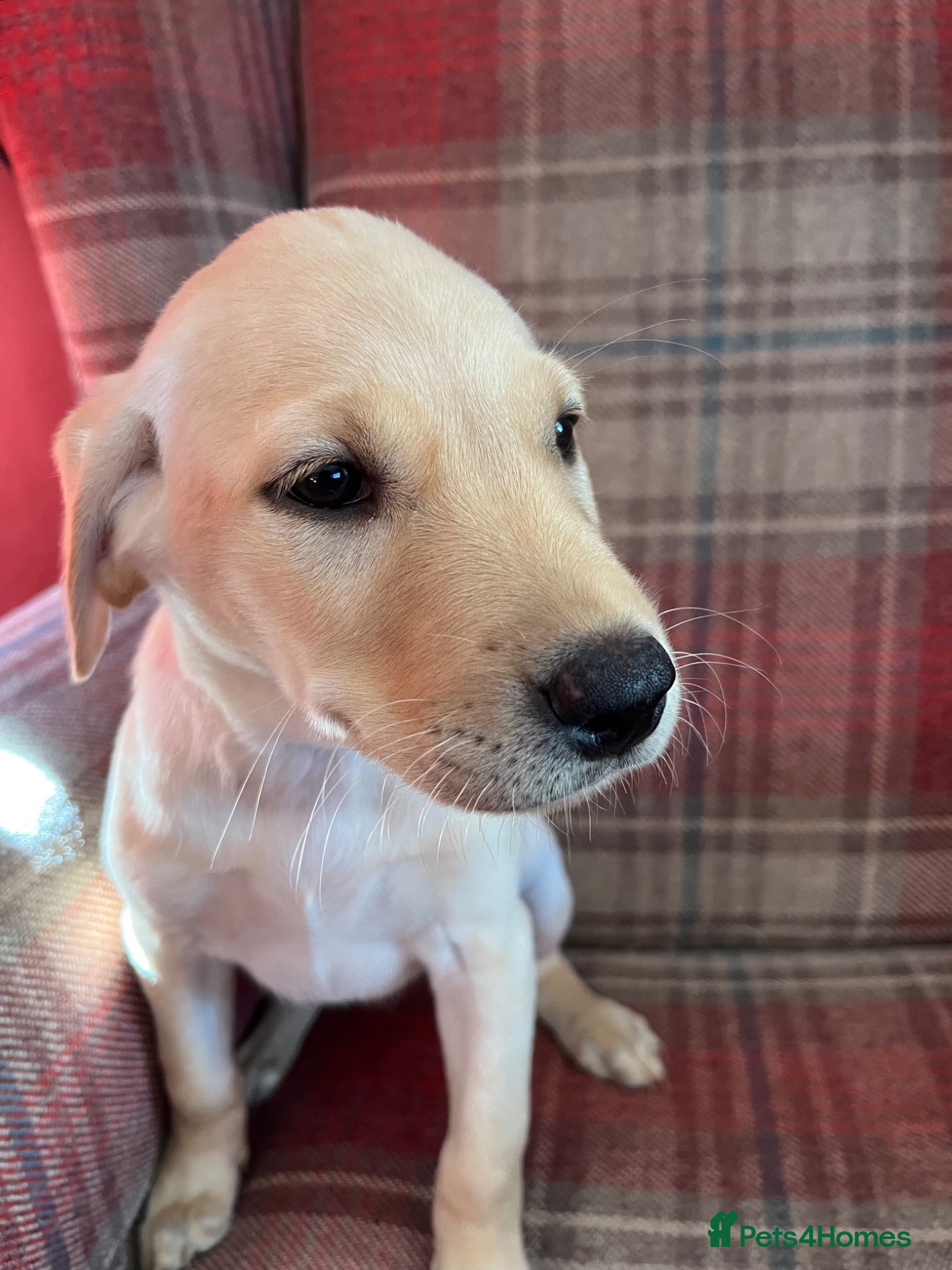 Labrador Retriever dogs Lovely and Lively Labrador Puppies for sale - Advert 2