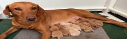Labrador Retriever dogs for sale: Fox red Labradors  - Advert 2