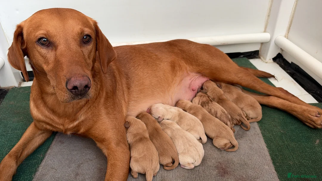 Labrador Retriever dogs for sale: Fox red Labradors  - Advert 2