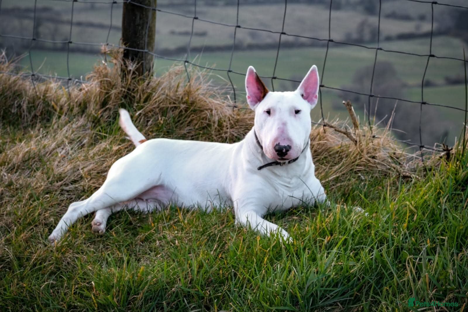 English Bull Terrier dogs English bull terrier pups - Advert 5