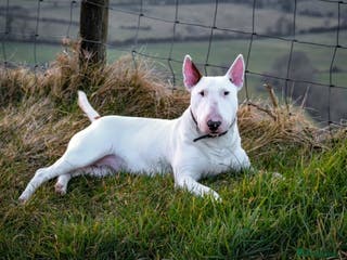 English Bull Terrier dogs English bull terrier pups - Advert 6