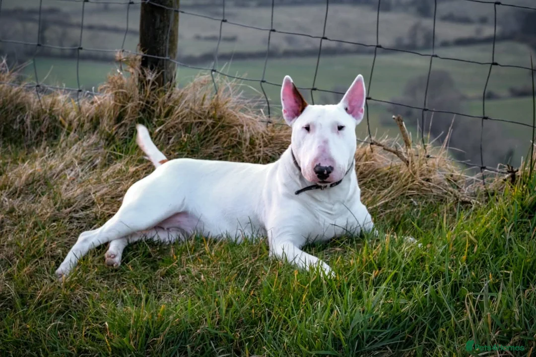 English Bull Terrier dogs for sale: English bull terrier pups - Advert 8