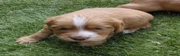 Cocker Spaniel dogs for sale: Working Cocker Spaniel puppies - Advert 8