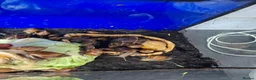 Mixed Breed reptiles for sale: Ball pythons, tarantula, African land snails - Advert 15