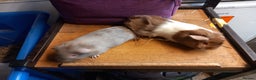 Guinea Pig rodents for sale: 2 baby guibea pigs for sale  - Advert 2