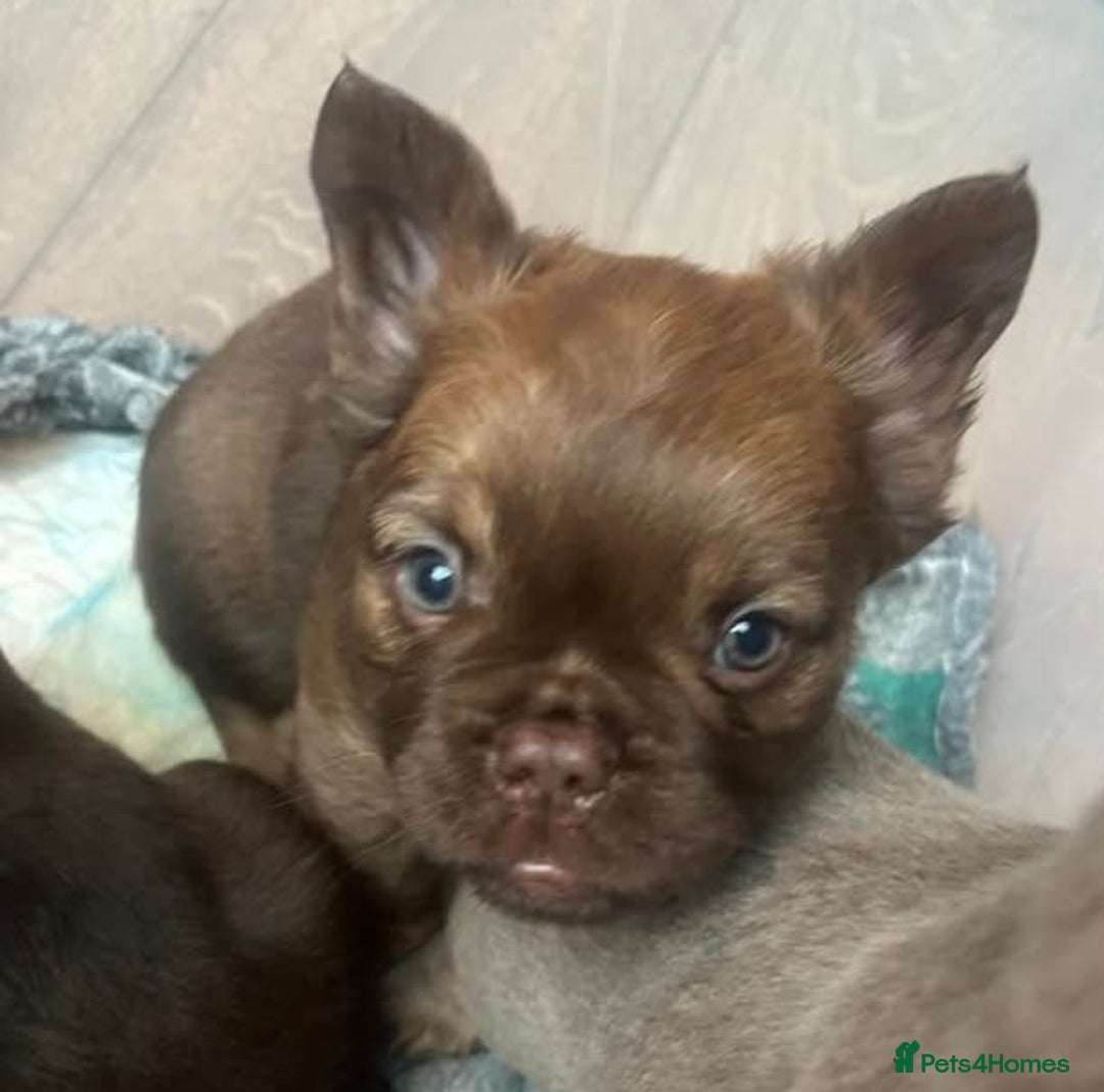 French Bulldog dogs for sale: READY TO LEAVE THIS WEEKEND FLUFFY FRENCH BULLDOGS - Advert 31