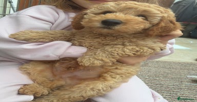 Miniature Poodle dogs - Advert 3