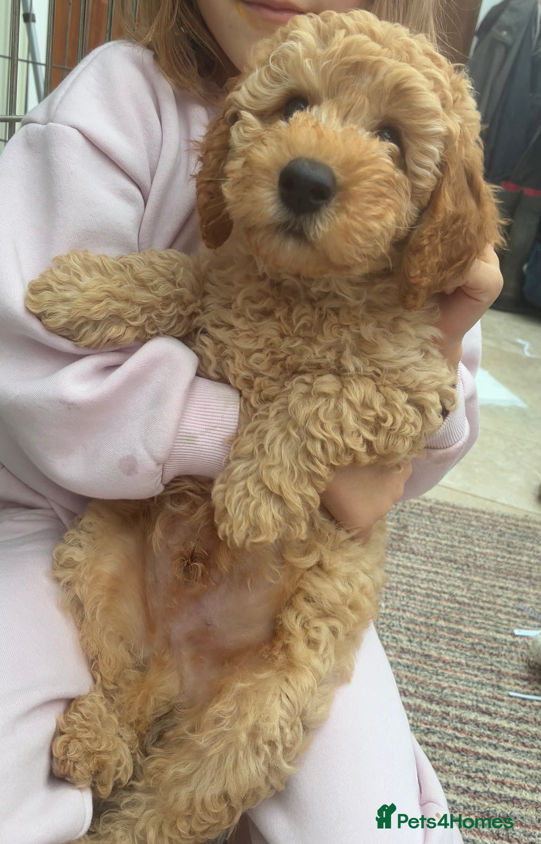 Miniature Poodle dogs for sale:  BOY MINIATURE POODLE AVAILABLE! - Image 2