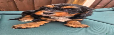 Cavapoo 4