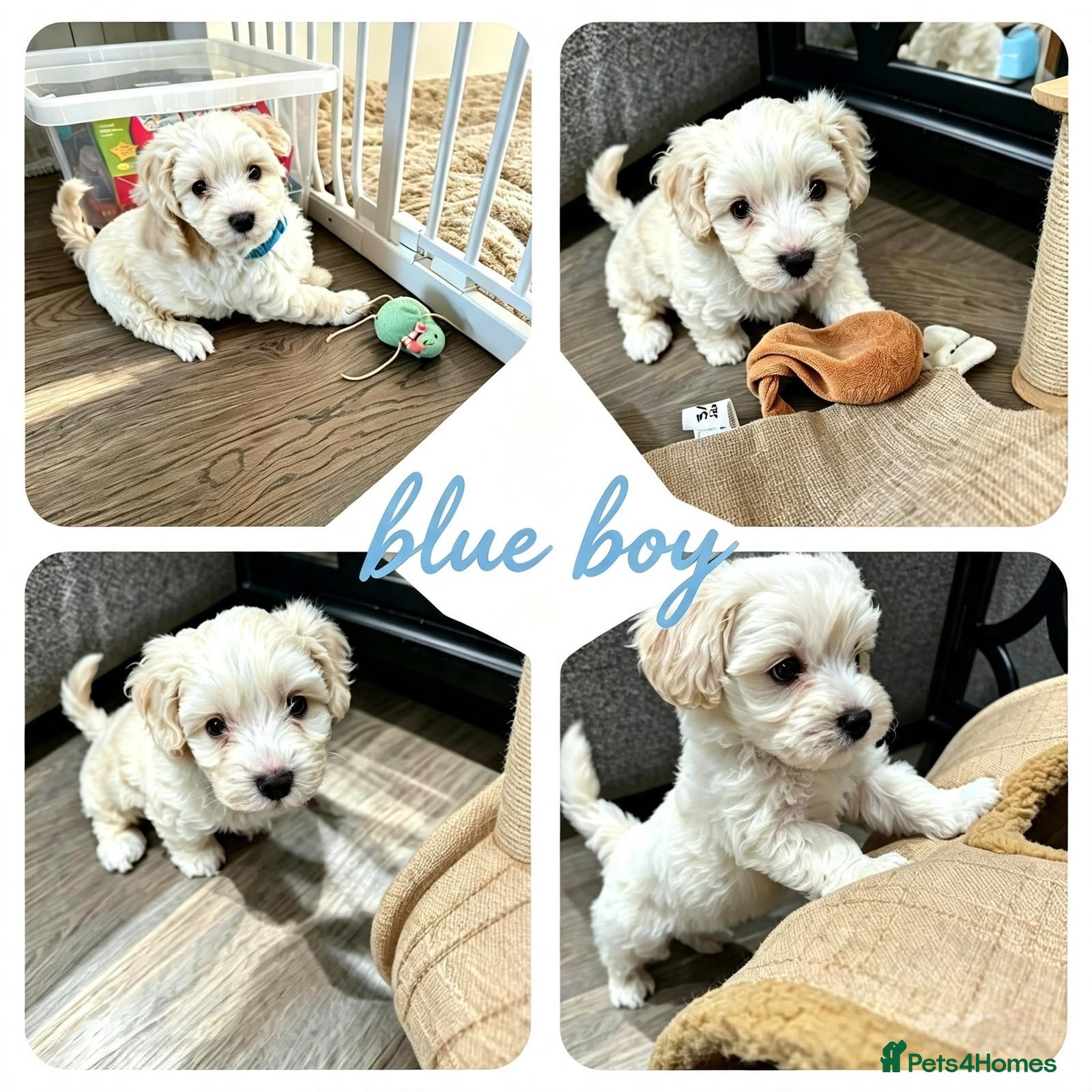 Maltipoo dogs 💙 last Stunning Maltipoo boy 💙 - Advert 1