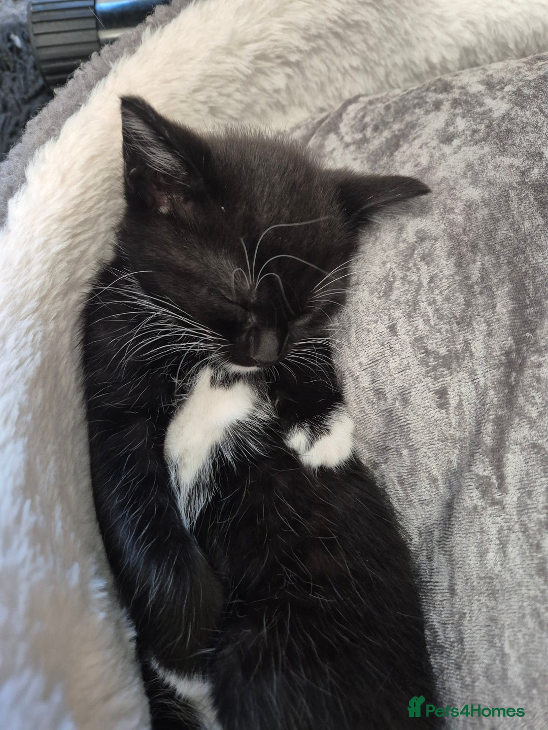 Mixed Breed cats for sale: Male kittens - Advert 5