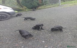 Sprocker dogs for sale: 8 gorgeous Sprocker puppies  - Image 12