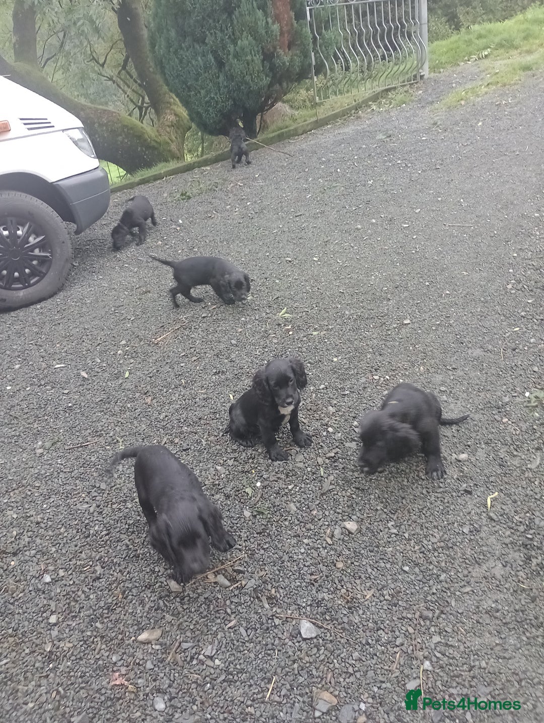 Sprocker dogs for sale: 8 gorgeous Sprocker puppies  - Image 12