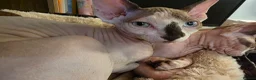 Sphynx cats for sale: Odd eyed pedigree sphynx kitten  Health Guarantee  - Advert 31
