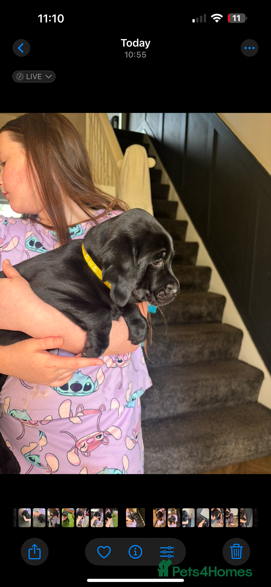 Labrador Retriever dogs for sale: Black labs for sale  - Image 3