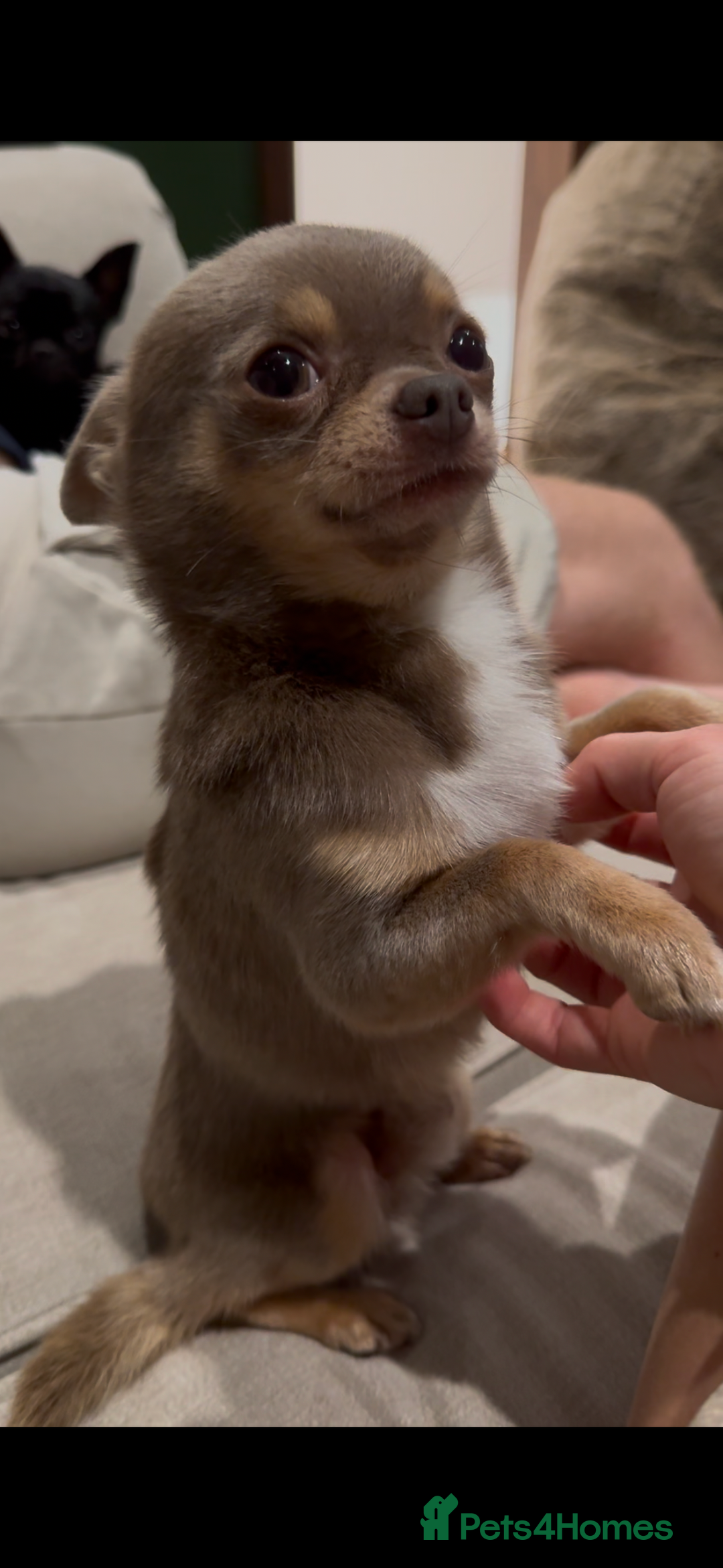 Chihuahua dogs for sale: Chihuahua puppies available on  ** s  - Advert 30
