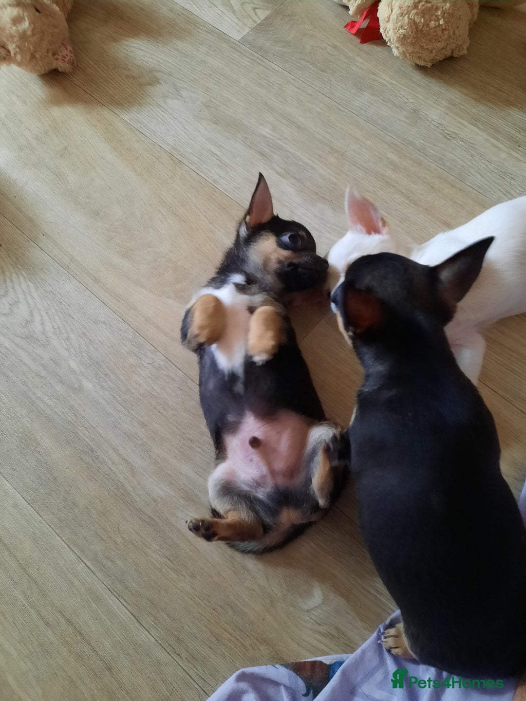 Chihuahua dogs for sale: Lovely chihuahua puppies! - Image 16