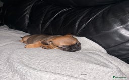 Frug dogs for sale: 12 week old frug puppy - Image 4
