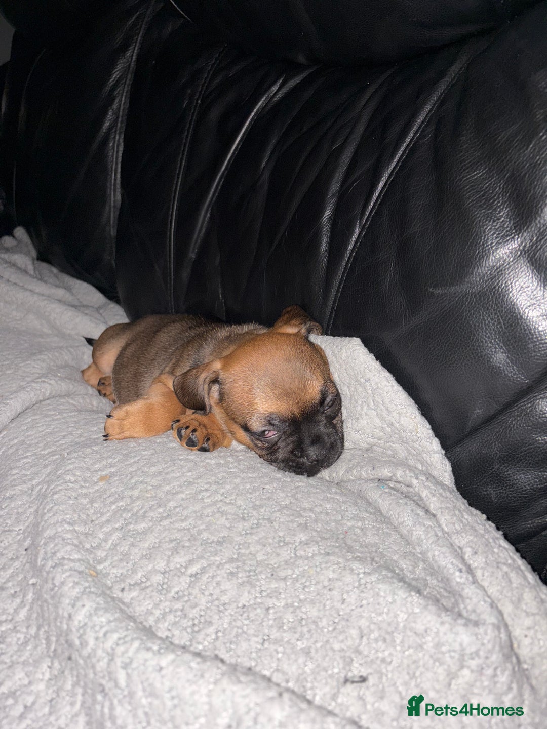 Frug dogs for sale: 12 week old frug puppy - Image 4