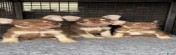 French Bulldog dogs for sale: French bulldog puppies - Advert 3