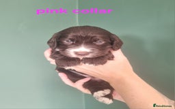 Cocker Spaniel dogs for sale: Beautiful cocker spaniel puppies - Image 18