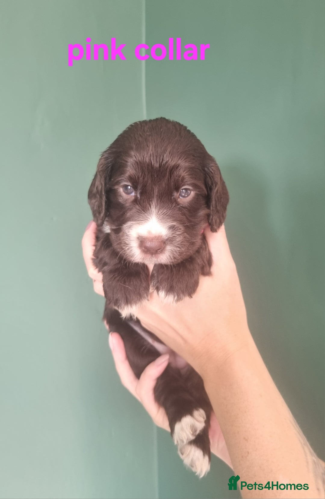 Cocker Spaniel dogs for sale: Beautiful cocker spaniel puppies - Image 18