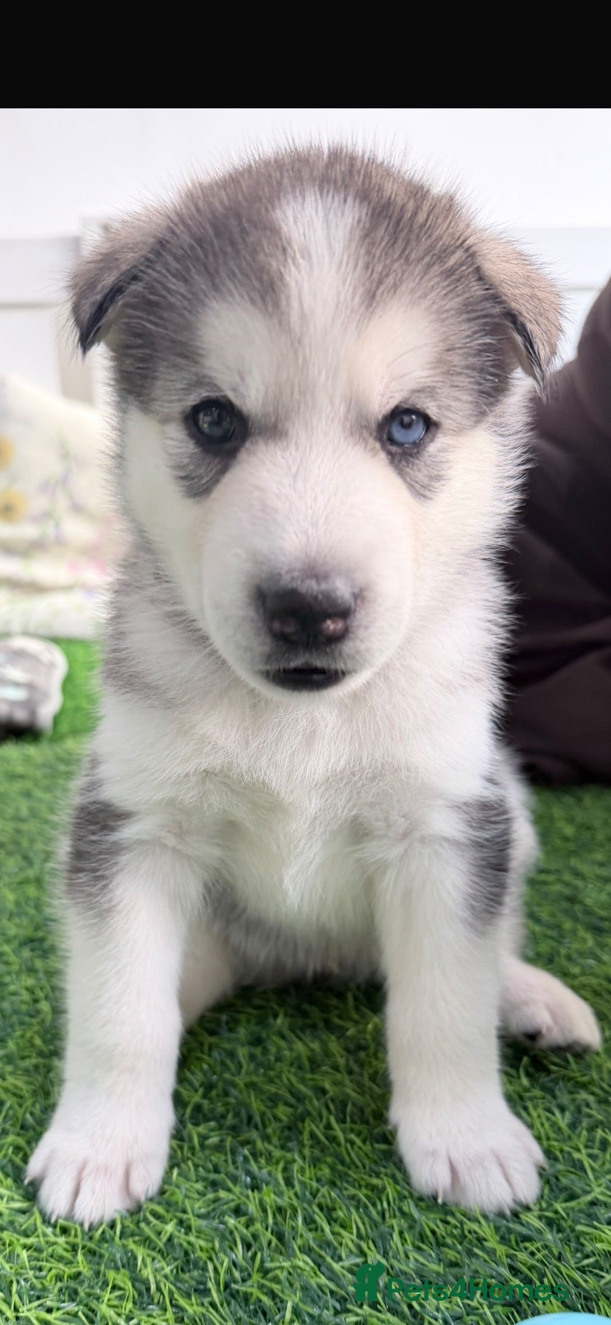 Utonagan dogs 7 stunning husky/malamute puppies - Advert 1