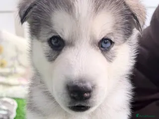 Utonagan dogs 7 stunning husky/malamute puppies - Advert 2