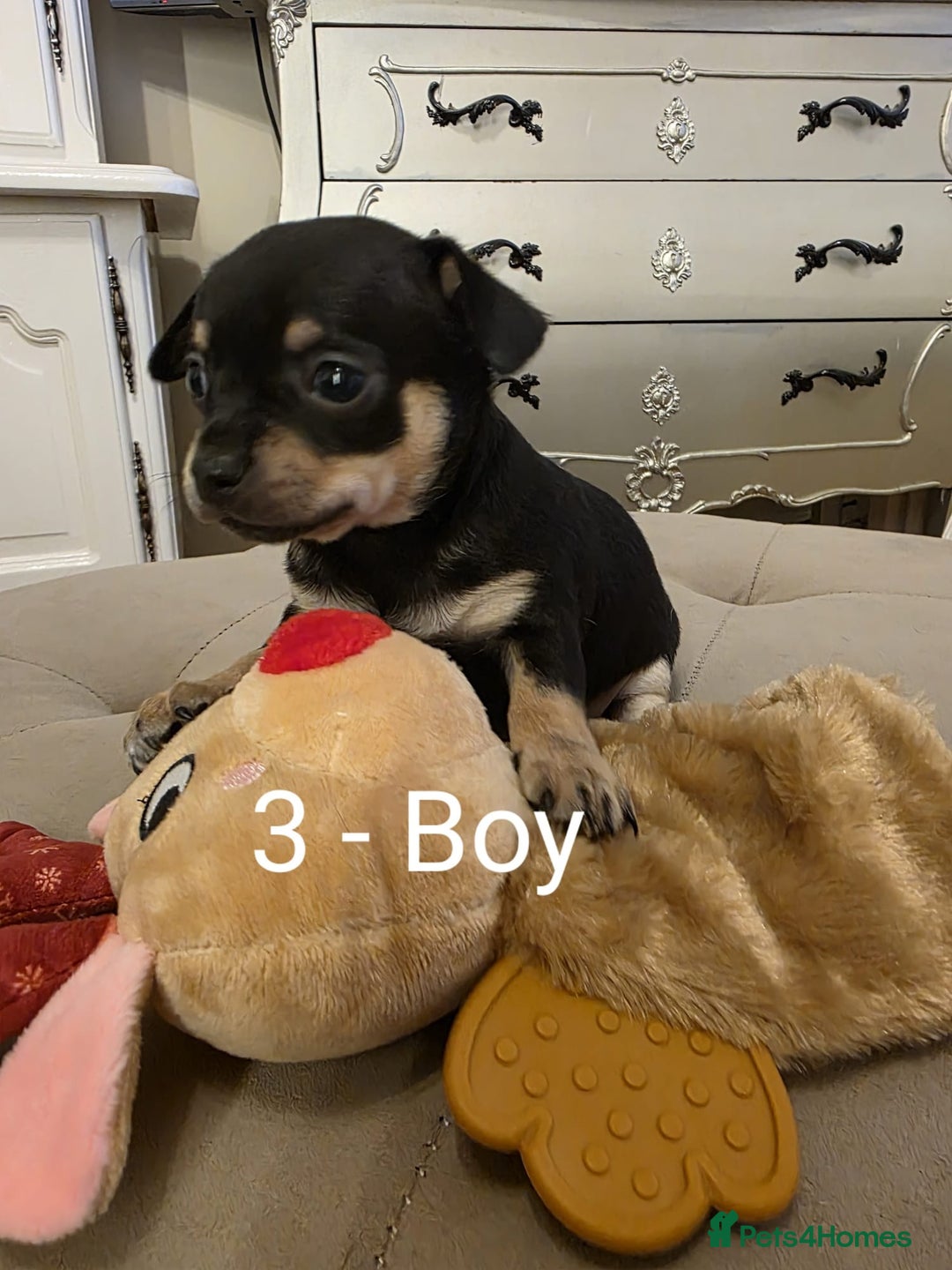 Chihuahua dogs for sale: 4 Chihuahua Puppies - Advert 5