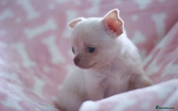 Chihuahua dogs for sale: Kc Registered Quality chihuahua puppies  - Image 13